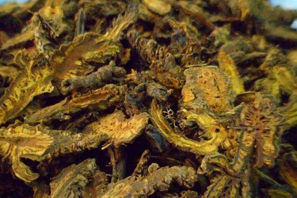 黃連能降糖嗎 黃連的功效和作用