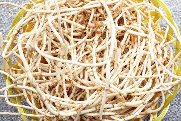 魚腥草種植方法 魚腥草怎么種