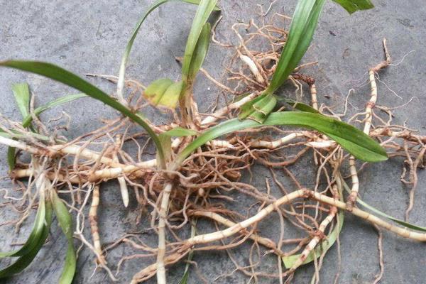 折耳根是不是魚腥草 魚腥草又叫什么