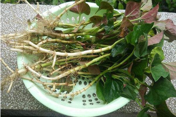 折耳根是不是魚腥草 魚腥草又叫什么