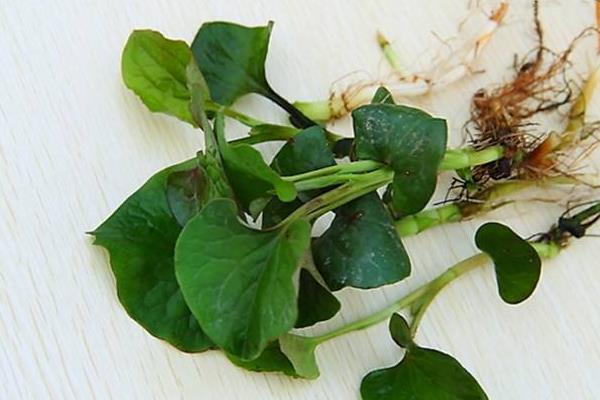 魚腥草葉子怎么吃 魚腥草可以生吃嗎