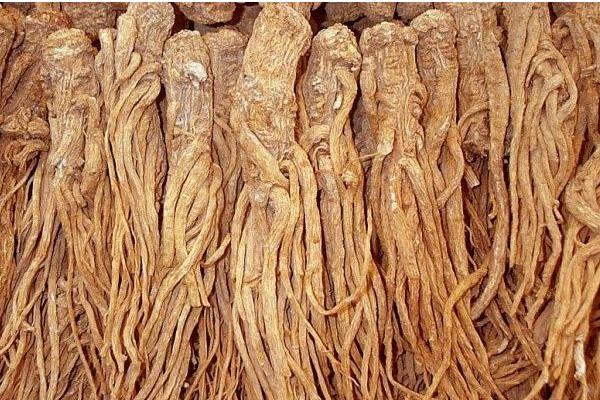 當(dāng)歸產(chǎn)地在哪里 哪里產(chǎn)的當(dāng)歸最正宗