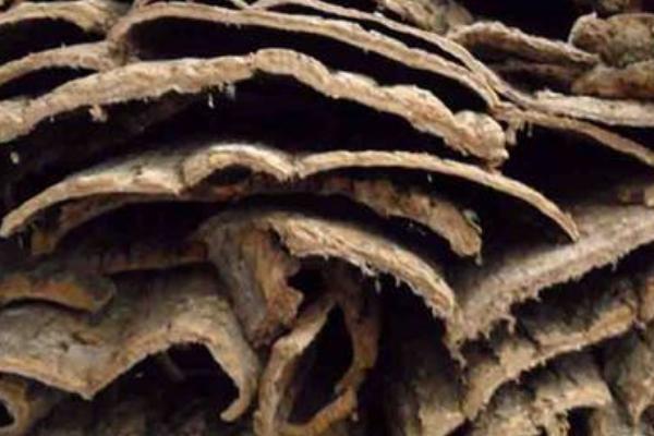 杜仲皮的作用與功效及禁忌 杜仲的挑選方法