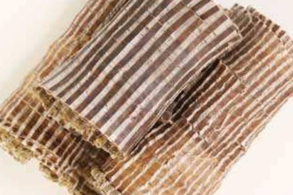 杜仲皮的作用與功效及禁忌 杜仲的挑選方法