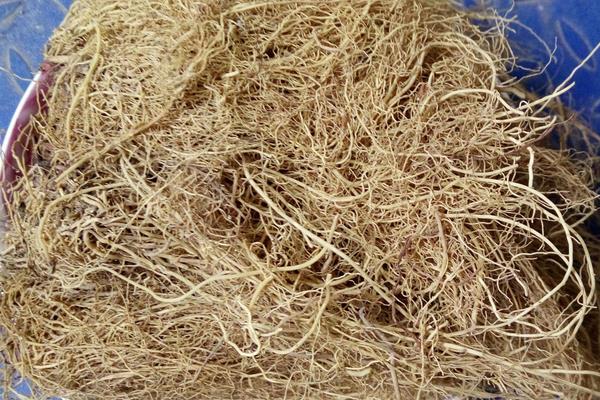 細辛有毒嗎 細辛的副作用