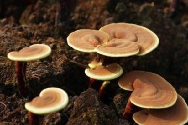 如何種靈芝 靈芝栽培技術