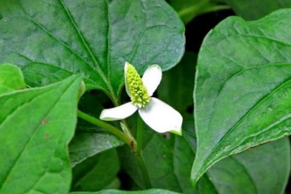 魚腥草栽培技術 魚腥草種植時間
