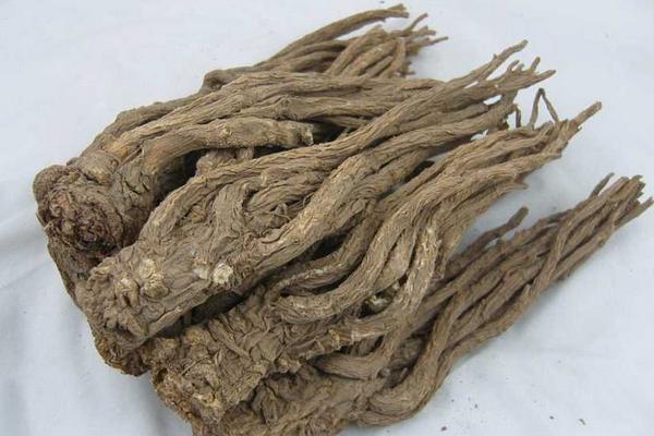 全當歸和當歸的區別是什么 全當歸的功效與作用