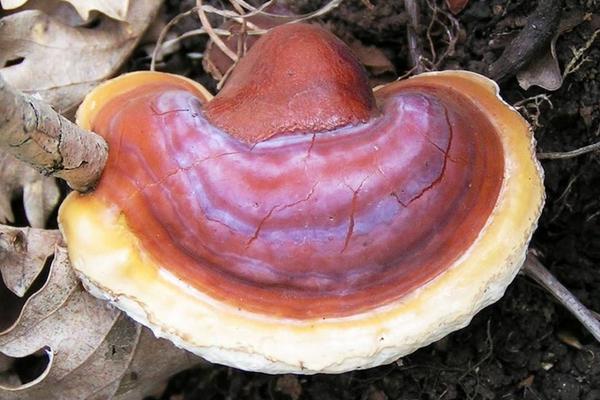 靈芝如何保存 靈芝的鑒別方法