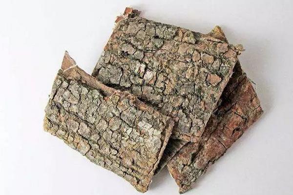 鹽杜仲和杜仲的區別是什么 杜仲的作用與功效