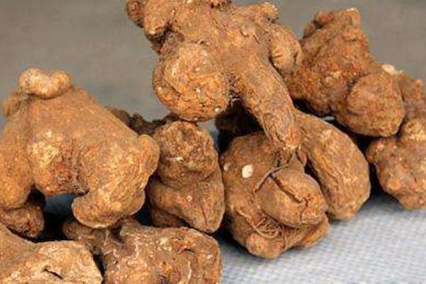 白術市場價格多少錢一斤  白術的藥用價值