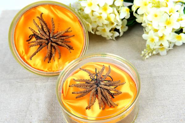 經營冬蟲夏草需要辦理什么證 冬蟲夏草多少錢一斤