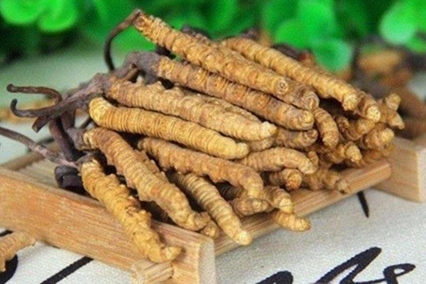 冬蟲夏草產地在哪里 哪里的冬蟲夏草質量最好