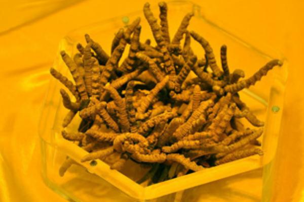 經營冬蟲夏草需要辦理什么證 冬蟲夏草多少錢一斤