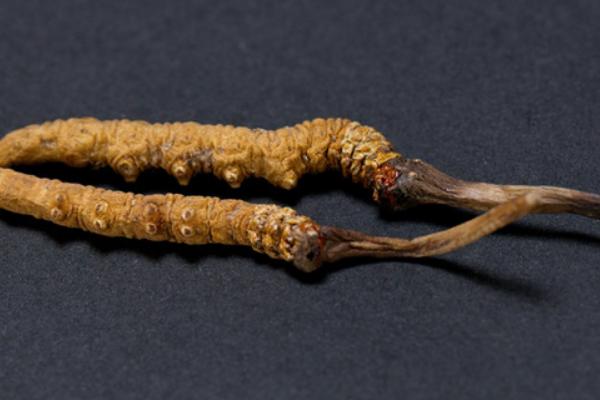 經營冬蟲夏草需要辦理什么證 冬蟲夏草多少錢一斤