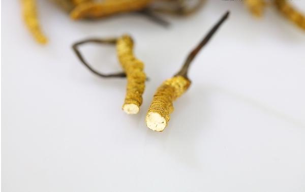 經營冬蟲夏草需要辦理什么證 冬蟲夏草多少錢一斤