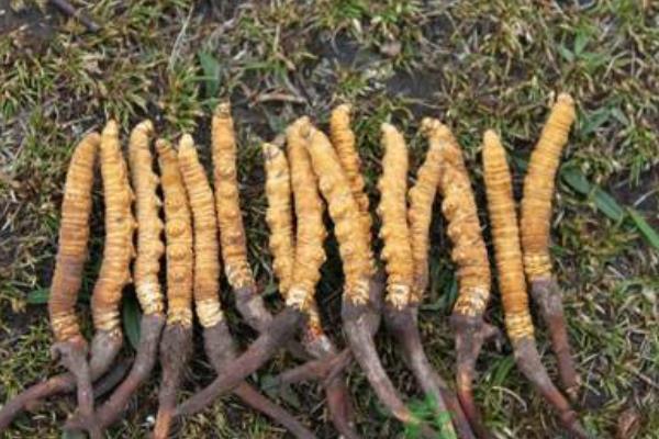 冬蟲夏草產(chǎn)地在哪里 哪里的冬蟲夏草質(zhì)量最好