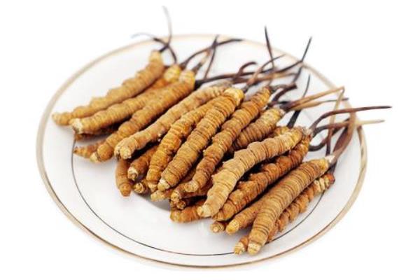 冬蟲夏草產(chǎn)地在哪里 哪里的冬蟲夏草質(zhì)量最好