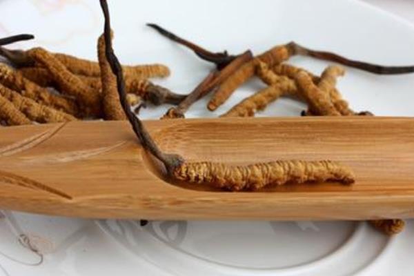 冬蟲夏草產(chǎn)地在哪里 哪里的冬蟲夏草質(zhì)量最好