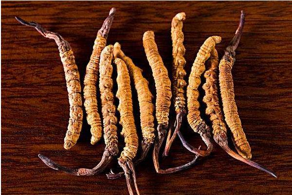 冬蟲夏草產(chǎn)地在哪里 哪里的冬蟲夏草質(zhì)量最好