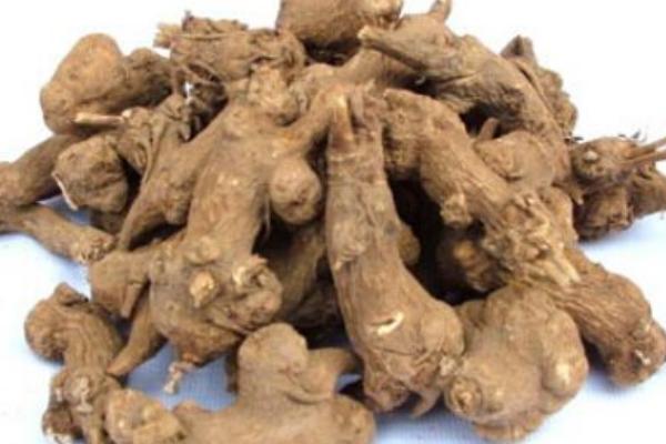 白術有什么用途  白術藥用配方