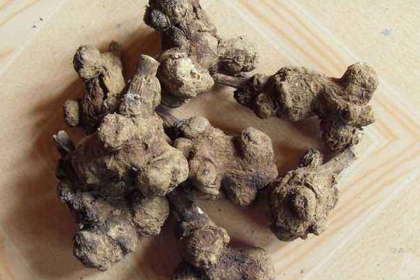 白術有什么用途 白術藥用配方