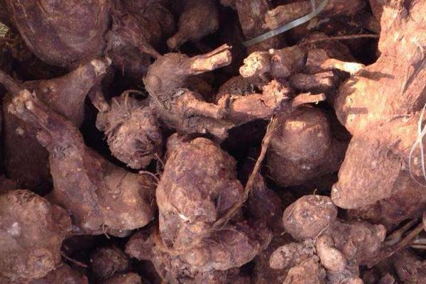 白術有什么用途 白術藥用配方