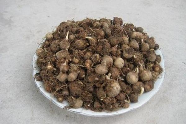 旱半夏種子市場價(jià)格多少錢一斤 旱半夏種子的種植技術(shù)