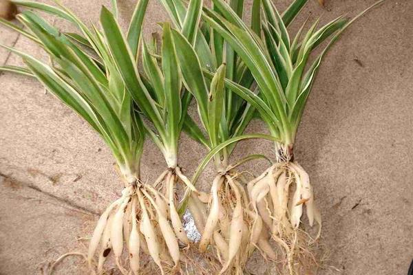 麥冬圖片大全 什么是麥冬