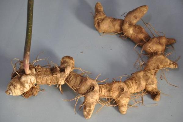 黃精市場價格多少錢一斤 如何挑選黃精