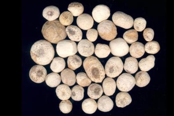 水半夏與旱半夏的區別是什么 半夏的副作用