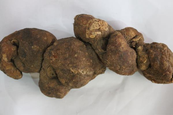 制黃精與黃精的區別是什么 黃精的炮制方法