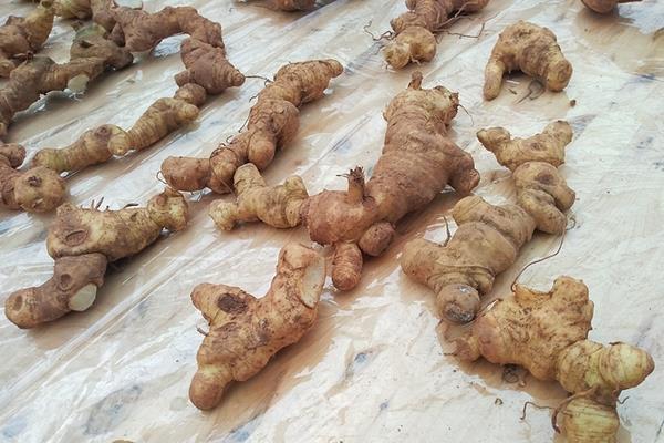 黃精酒的功效與作用與制作方法黃精泡酒用什么樣的白酒好