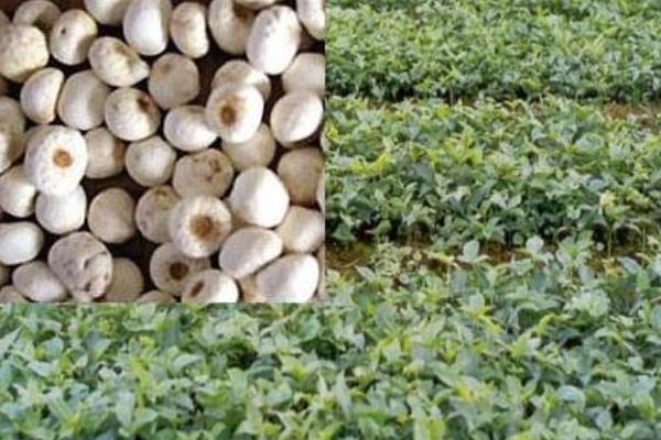 旱半夏畝產(chǎn)量多少公斤