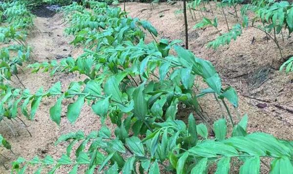 黃精栽培技術 黃精的種植時間與方法