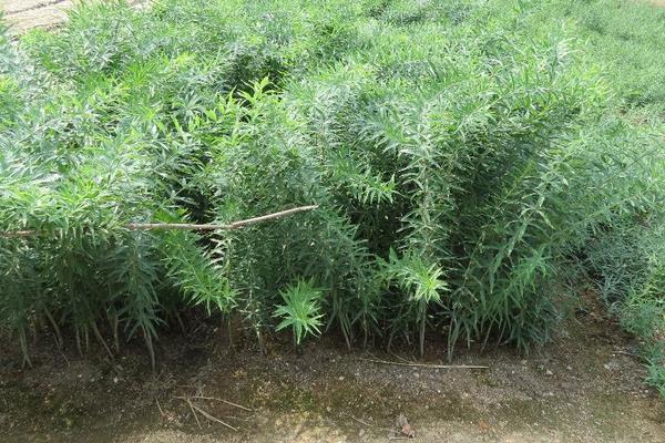 黃精栽培技術 黃精的種植時間與方法