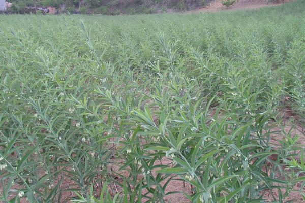 黃精栽培技術 黃精的種植時間與方法