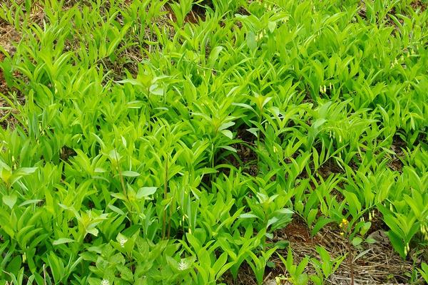 黃精栽培技術 黃精的種植時間與方法