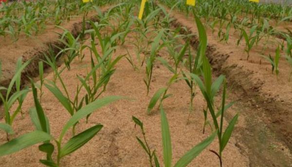 黃精栽培技術 黃精的種植時間與方法