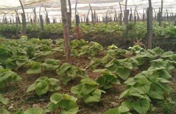 細辛市場價格多少錢一斤 細辛的移栽種植法