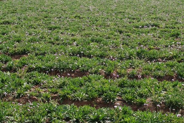 細辛市場價格多少錢一斤 細辛的移栽種植法