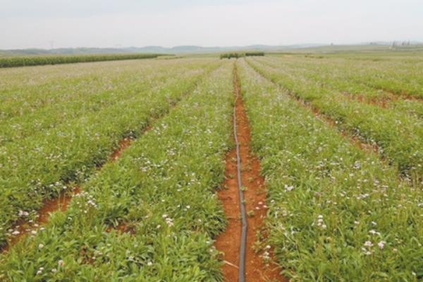 細辛市場價格多少錢一斤 細辛的移栽種植法