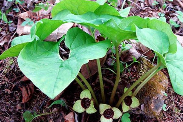 細辛市場價格多少錢一斤 細辛的移栽種植法