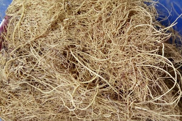 細辛市場價格多少錢一斤 細辛的移栽種植法