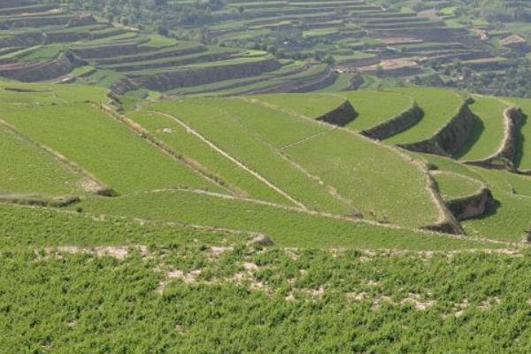 黨參什么時(shí)候種 黨參的種植技術(shù)