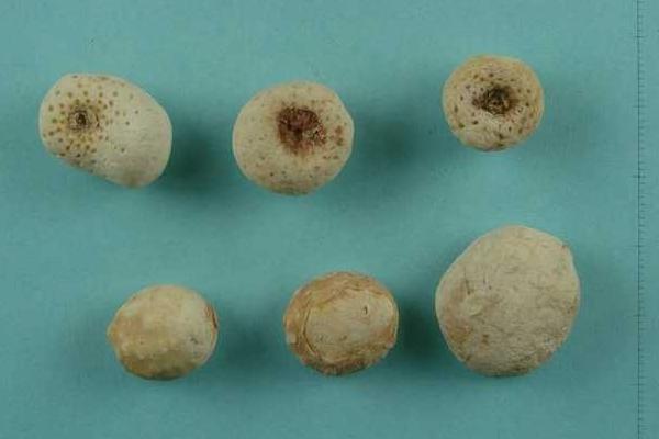 旱半夏與法半夏的區別是什么