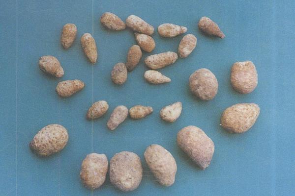 旱半夏與法半夏的區別是什么