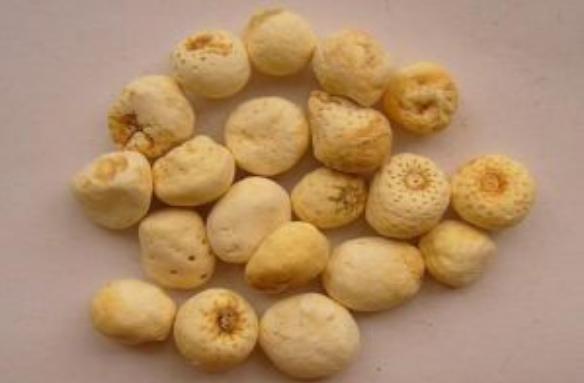 旱半夏與法半夏的區別是什么