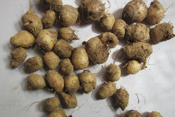 半夏圖片大全 中藥半夏是什么