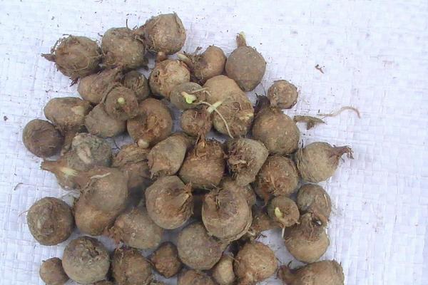 半夏圖片大全 中藥半夏是什么